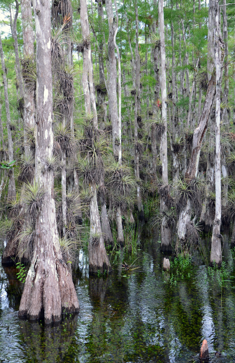 Big Cypress National Preserve